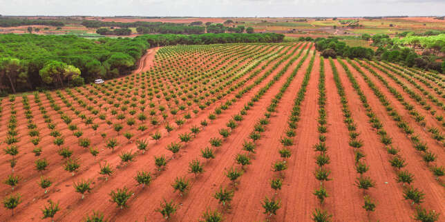 En Espagne, les fonds d’investissement achètent en masse des terres agricoles