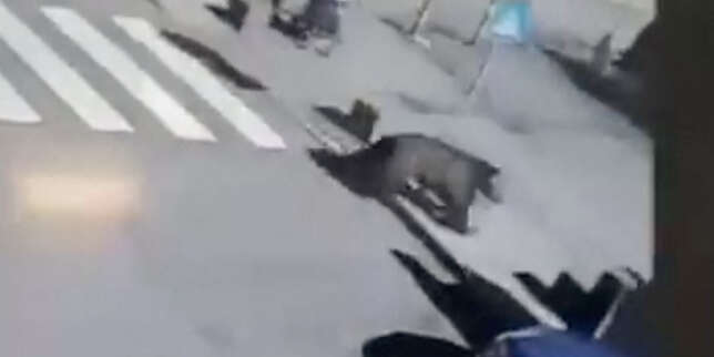 En Slovaquie, l’extrême droite sur le sentier de la « guerre des ours »