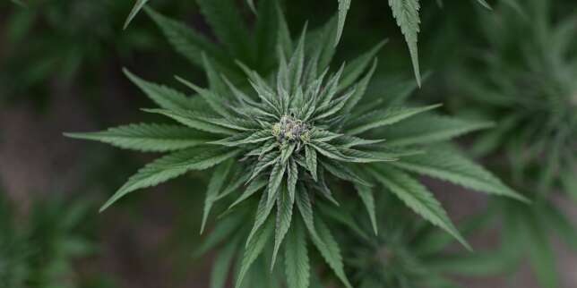 Cannabis : « Le moment est venu de débattre de la meilleure manière de réguler le marché dans un cadre légal »