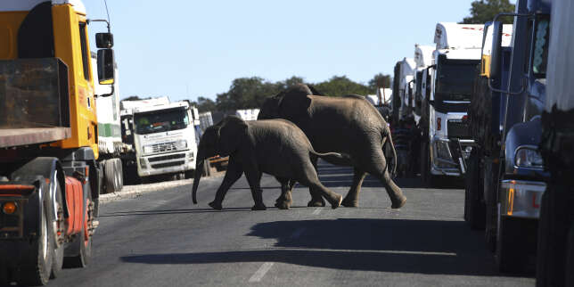 Le président du Botswana menace d’envoyer 20 000 éléphants à l’Allemagne
