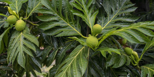 Hawaï à la reconquête de l’arbre à pain et de son fruit nourricier