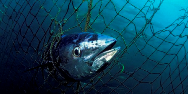 « L’Union européenne a adopté un modèle de pêche au thon néocolonial, exploitant à outrance les ressources et asservissant les économies locales »