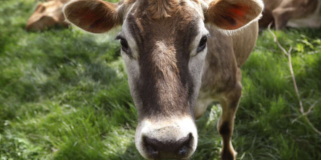 En Nouvelle-Zélande, le plan de taxation des rots et pets du bétail abandonné par le gouvernement